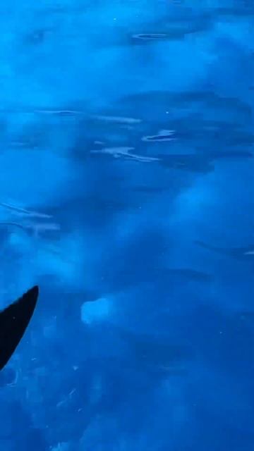 Я плаваю с дельфином🐬#варярындина #ryndinschannel #дельфин #d смотреть онлайн