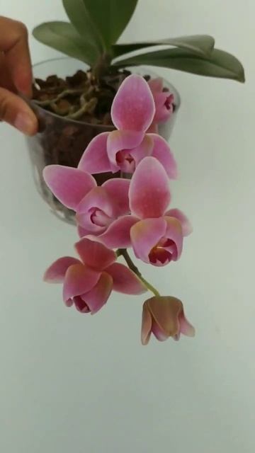 Розовый пелорик от NCK#orhids #обзор #обзорорхидей #обзорцв смотреть онлайн