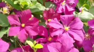 Клематисы в моём саду! Средний Урал.