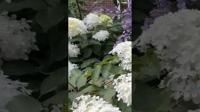#london Секретные сады гортензий#hydrangea #macrophylla #paniculata #горт