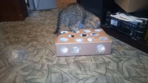Игрушка для кошки за 3 минуты. Как сделать игру для кота своими руками из обычной картонной коробки.