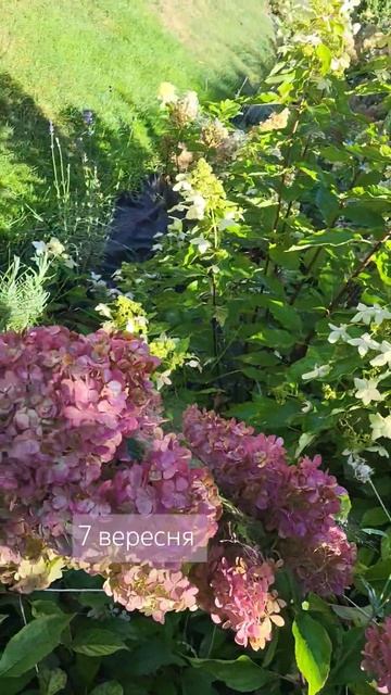 7 вересня у #decorsad Ваніла Фрайз / Vanille Fraise #саджанцігорте? смотреть онлайн