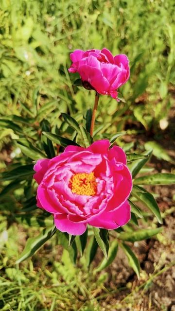 Пион Ред Сара бернар первое цветение #цветы #peony #redsarahbe смотреть онлайн