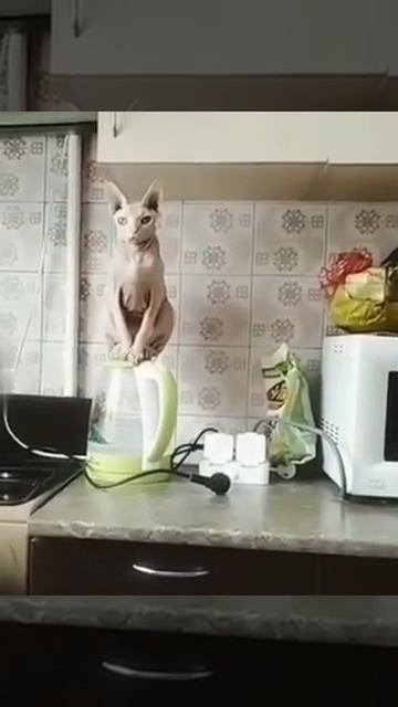 Кот на чайнике смотреть онлайн