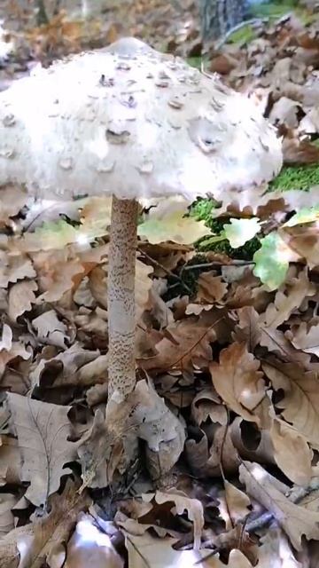 💕Краски осени 🍁☀️🍁💕 смотреть онлайн