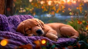 Успокаивающие звуки для собак 🐶✨ Нежная музыка для с