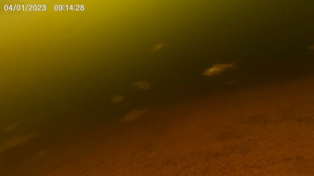 Подводная видео съемка местных обиталей водоема