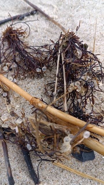 икра саргана #икромет смотреть онлайн