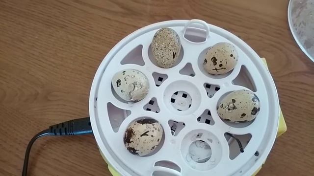 Очередной техасец на подходе. Перепелиная ферма "Лунатики" смотреть онлайн