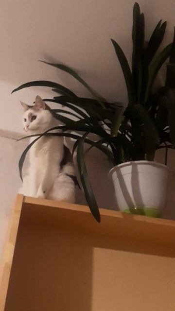 Кот и кливия) смотреть онлайн