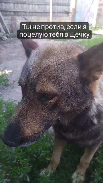 ты не против, если я поцелую тебя в щёчку? смотреть онлайн