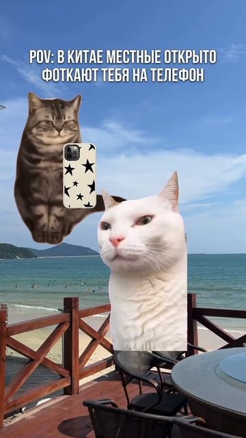 Распахни харизму#мем#китай#путешествия#китайский#юмор#котики#коты#кот#китайцы#мемы#китайскийязык