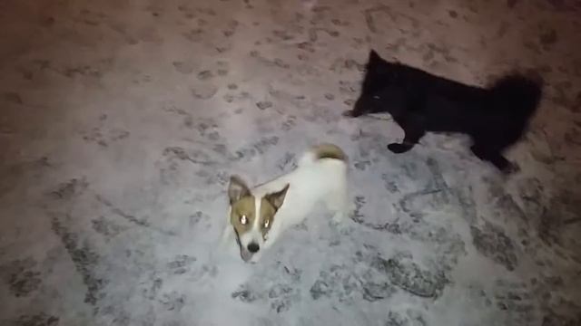 Зимние забавы потомков собаки Баскервилей смотреть онлайн