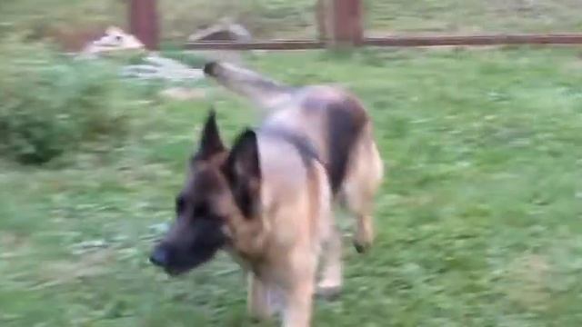 Слышь псина куда ты идешь Not Vine 480 смотреть онлайн