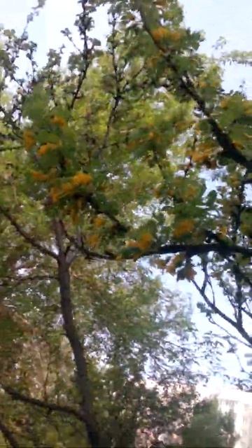 люблю я майскую акацию смотреть онлайн