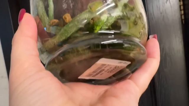 Орхидеи растут как на дрожжах , все дело в правильном п смотреть онлайн