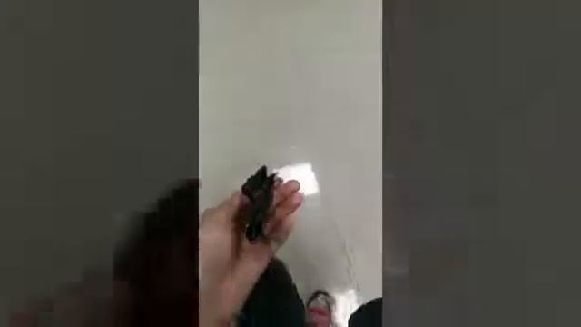 Бабочкарий смотреть онлайн