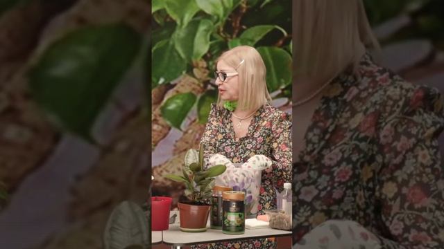 Как размножать фикусы смотреть онлайн