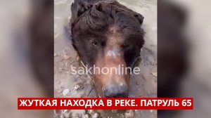 ПАТРУЛЬ 65. Медвежья угроза, кровавые разборки и вандализм. Происшествия на Сахалине 14.05.25