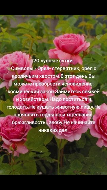 20 лунные сутки смотреть онлайн