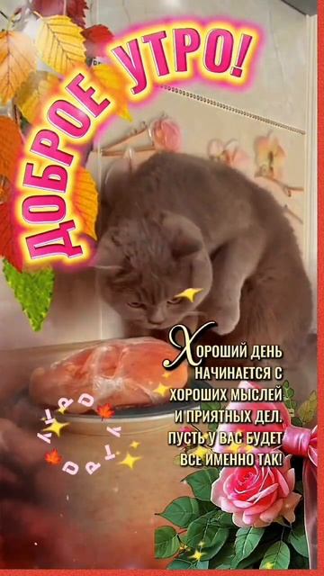 🍁💞🌹 ДОБРОЕ УТРО#ХОРОШИЙ ДЕНЬ НАЧИНАЕТСЯ С ХОРОШИХ ? смотреть онлайн