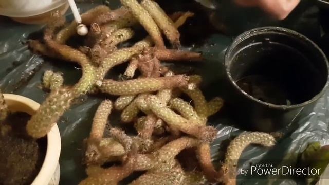 Как спасти кактус от сухой гнили и правильно его укоре смотреть онлайн