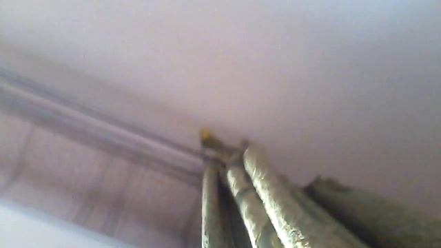 Попугаи очень прикольные смотреть онлайн