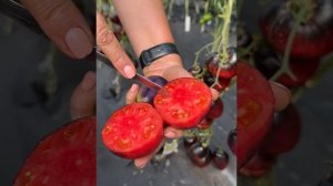 Томат "Черная магия" от Агрофирмы "Сибирский Сад"