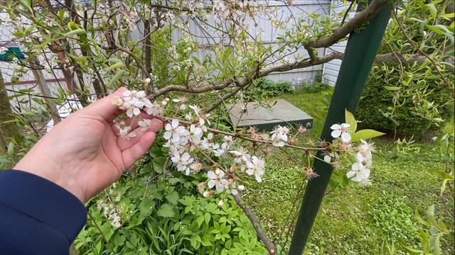 Посетили ветеринарную клинику. Вернулись на дачу. смотреть онлайн