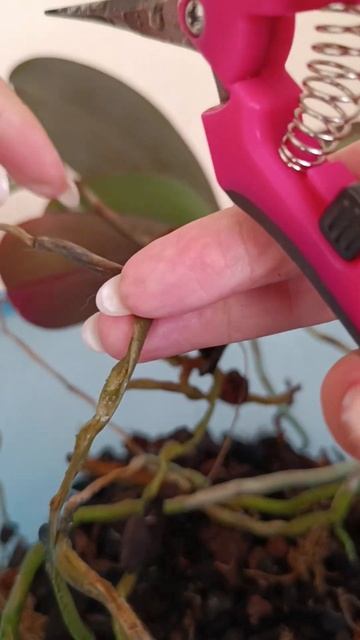 Фаленопсис Тай Ши Смарт🌸- пересадка #орхидея #фаленоп