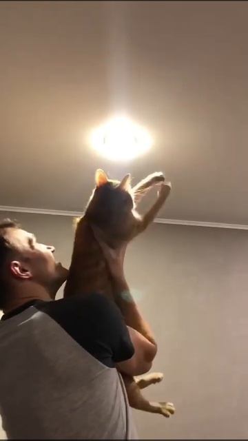 Архивное видео #кузятихон #рыжийкот смотреть онлайн