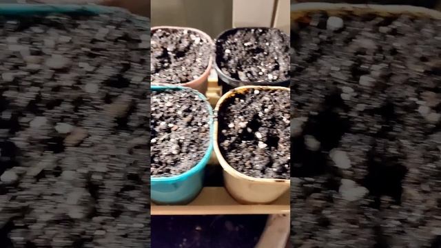 #рассада #готовлю #земля #землюдлярассады #обзор #тепли