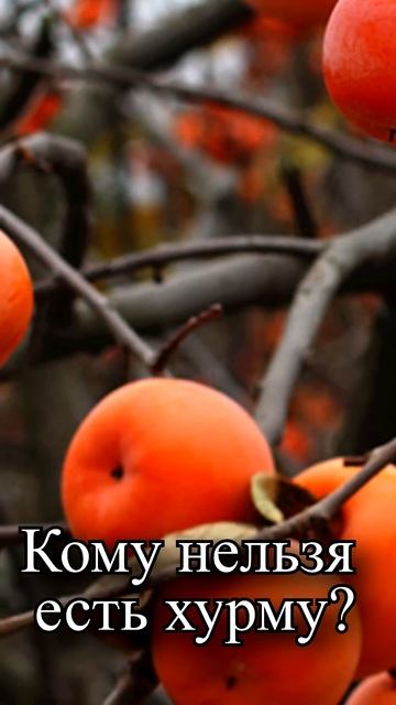 Кому нельзя есть хурму? смотреть онлайн