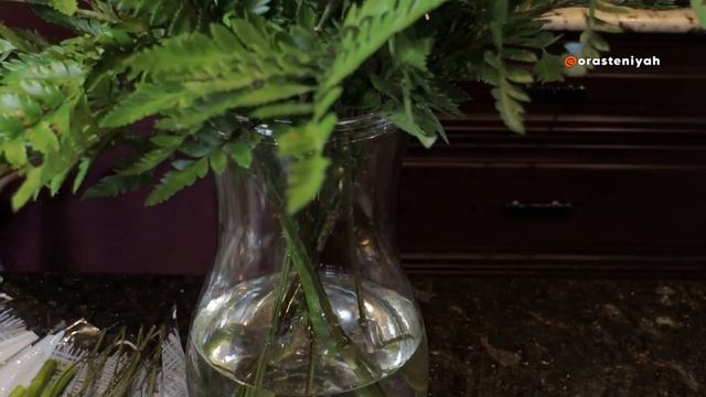 Цветы Долго Стоящие в Вазе 🌹 смотреть онлайн