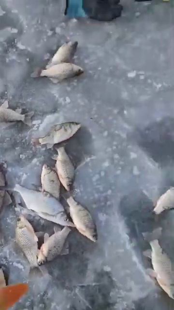 ЗИМНЯЯ РЫБАЛКА 2024. Уштобе. Кельты. Камбакты. Балхаш #мо? смотреть онлайн