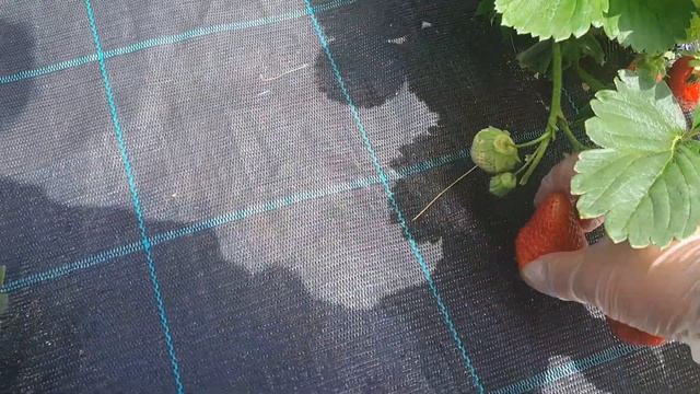 Гурмандин-клубника, постоянного плодоношения (Францу? смотреть онлайн