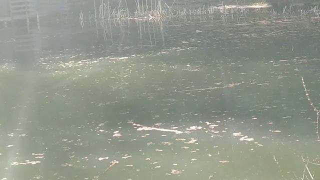 4 день в Крыму 😎 Крутой отель с бассейном? смотреть онлайн