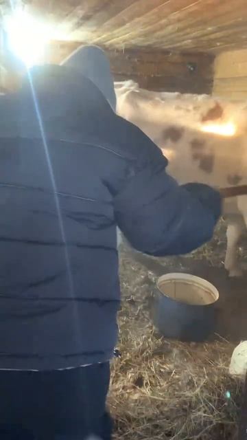 Буду ли есть коровы сено? смотреть онлайн