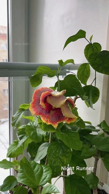 Night Runner сортовой гибискус 🌺 смотреть онлайн