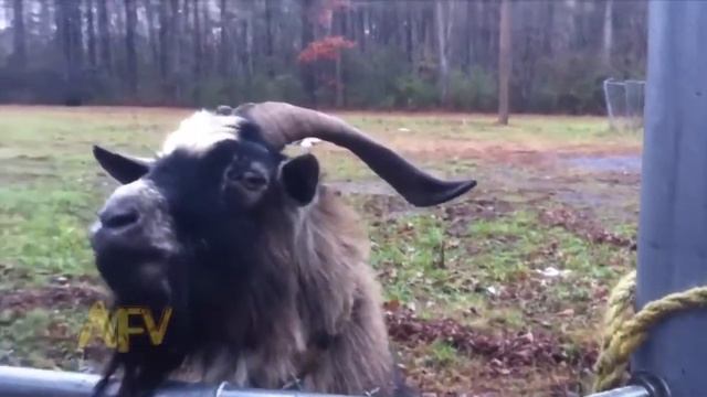 ржачный козел смотреть онлайн