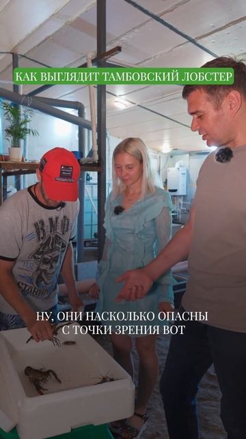 Австралийский красный лобстер в Тамбовской области. К смотреть онлайн