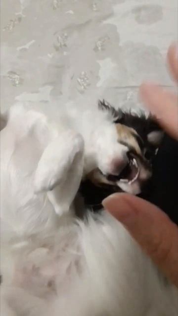 Потом может и не быть... #собака #чихуахуа #смешныеживот смотреть онлайн