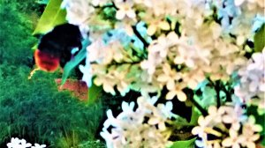 flowers of the Apple's trees 🌺🌺🌺 cheriomuha яблони, черемуха в цвету,весна