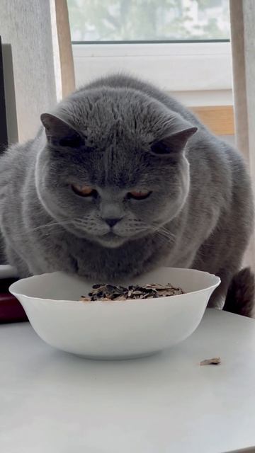 ЗВЕРЬ ест СЕМЕЧКИ! Самое СТРАШНОЕ видео! Смотри не ноч? смотреть онлайн