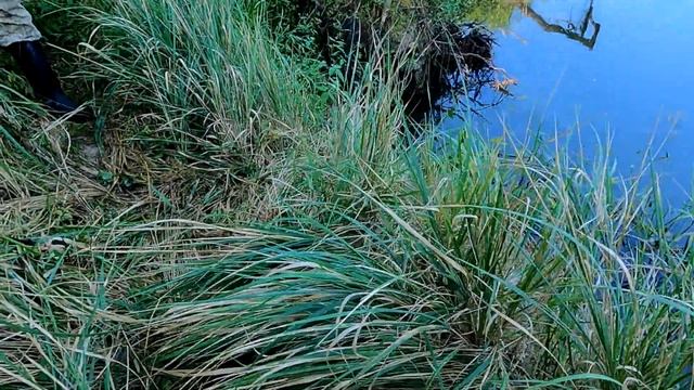 Рыбалка На Экраны В Корчах На Реке.