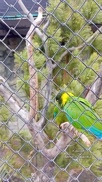 Попугаи в Южном парке птиц Малинки. смотреть онлайн