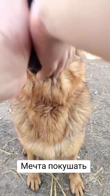 У всех есть такая мечта 💭 #юмор #смех #веселье #животны смотреть онлайн