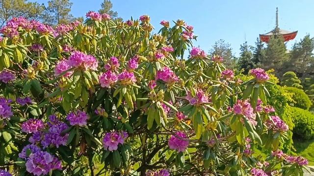 🌸🌺 ВЕЛИКОЛЕПИЕ ЯПОНСКОГО САДА В ПАРКЕ ГАЛИЦКОГО, КР? смотреть онлайн