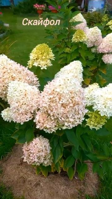 Метельчатые гортензии.26 .08. 24г смотреть онлайн