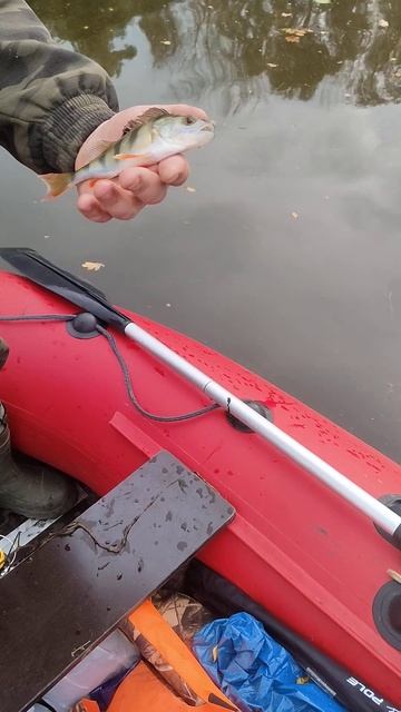 Рыбалка.Окунь на спиннинг. #fishing #shortvideo #рыбалка #природ